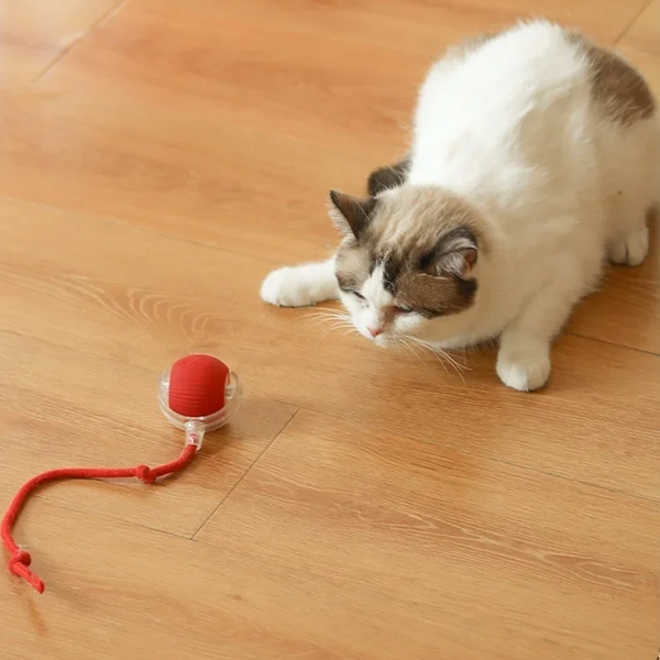 Bolinha interactiva para mascotas